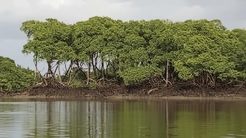 Manguezais do litoral do Amapá ao entardecer