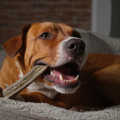 Osso para cachorro traz 5 riscos à saúde do pet