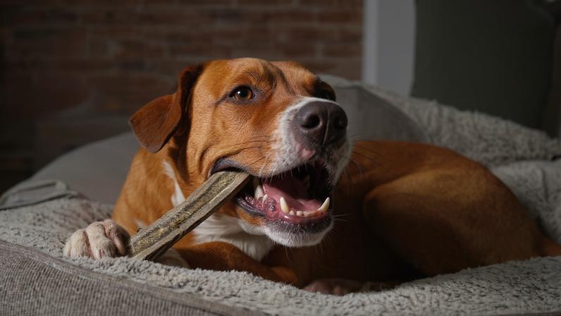 Oferecer osso ao cachorro pode parecer um simples agrado, mas pode se transformar em um problema de saúde