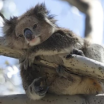 Koalas australianos com clamídia mortal: ilha pode ajudar a sobrevivência
