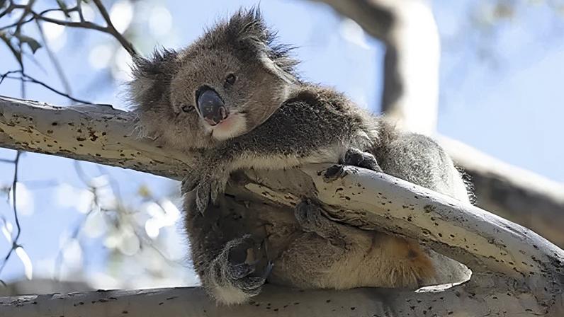Koalas australianos com clamídia mortal: ilha pode ajudar a sobrevivência