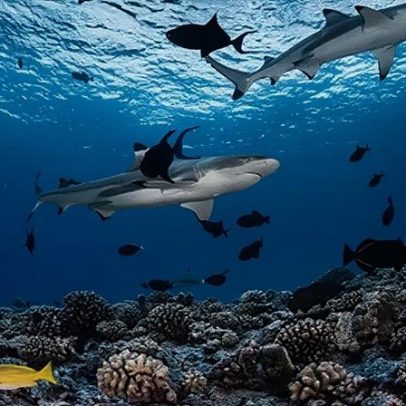 Seis dos lugares de mergulho mais extraordinários do mundo