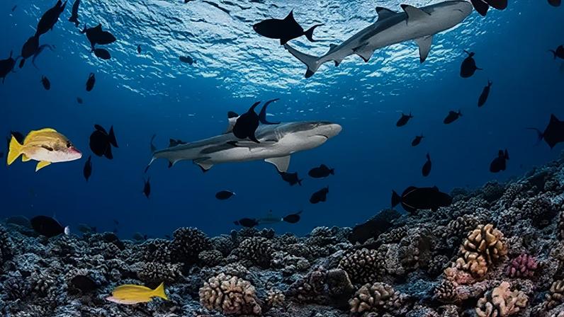 Grégory Lecoeur Sharks swim above a coral reef in the clear blue waters of French Polynesia, surrounded by tropical fish (Credit: Grégory Lecoeur)