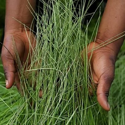 Grãos ancestrais são melhores para a saúde? A verdade sobre quinoa e espelta