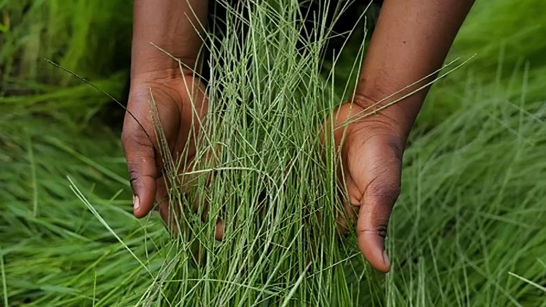 Getty Images A person's hands holding fonio stalks (Credit: Getty Images)