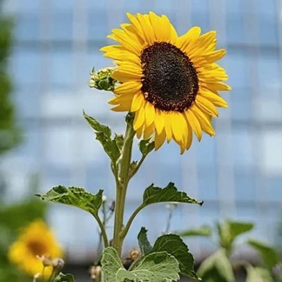 Flores silvestres migram de prados para áreas urbanas