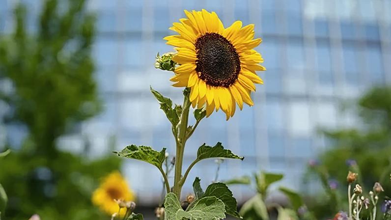 Flores silvestres migram de prados para áreas urbanas