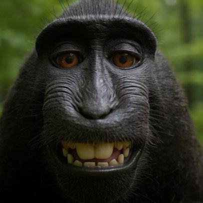 Selfie de macaco pode influenciar debates sobre IA e direitos autorais