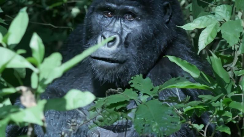 Salvando gorilas ajudando comunidades humanas
