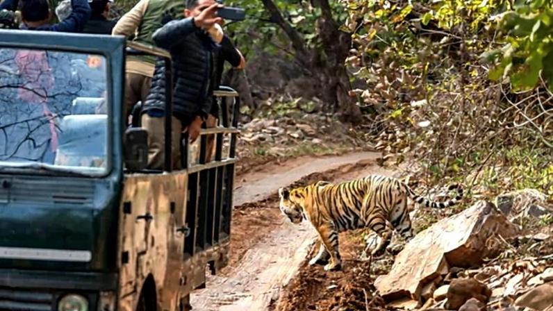 Sem selfies e celulares: destinos de vida selvagem dizem não aos turistas