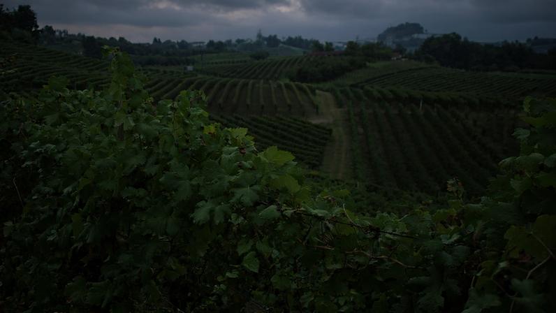 Slopes of green vines, with some grapes on the vines in the foreground