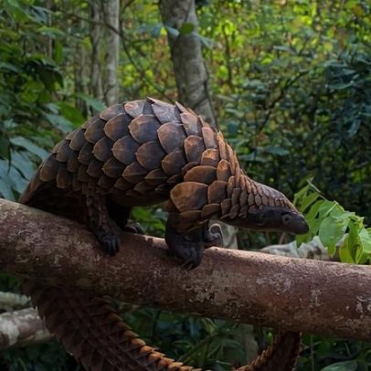 Nigéria prende suposto chefe do tráfico de pangolins, foragido