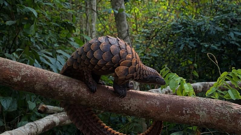 A black-bellied pangolin rescued from poachers, released by the Sangha Pangolin Project in the Central African Republic.