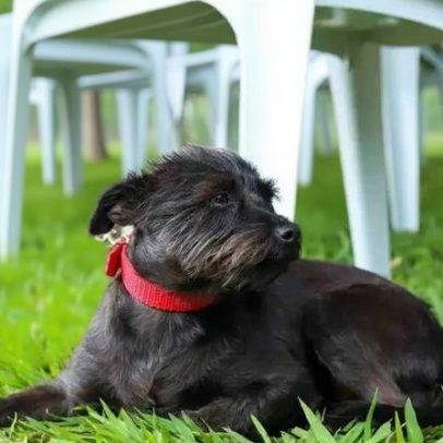 Curitiba, Londrina e Maringá ganham praças com espaço para pets