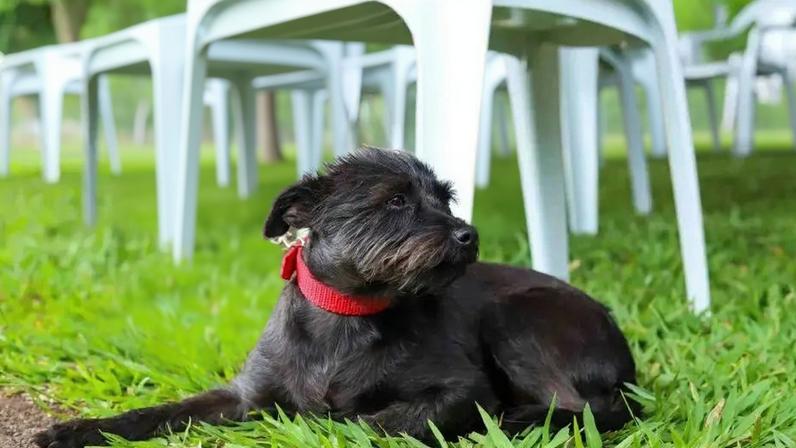 Projeto Ponto Pet investe R$ 880 mil e mobiliza comunidade para revitalizar praças com foco pet em três cidades do Paraná. (Foto: Patryck Madeira/Sedest Paraná)