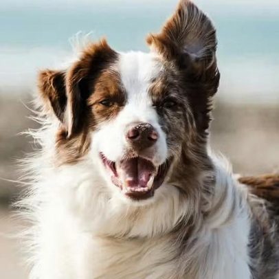 Cérebro de cães encolhe há 5 mil anos, aponta estudo