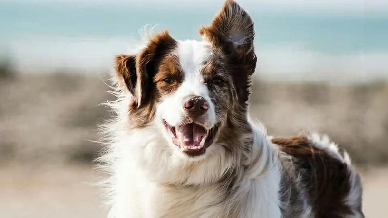 Companheiros há milênios, os cães passaram por mudanças profundas ao longo da convivência com humanos