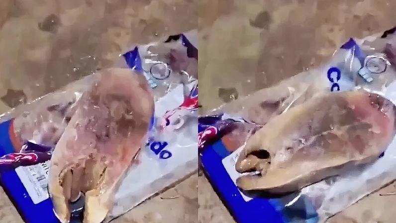 Prefeitura do RN nega distribuição de peixes estragados na Semana Santa