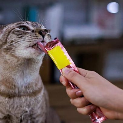 Petiscos para pets: como oferecer sem prejudicar a saúde