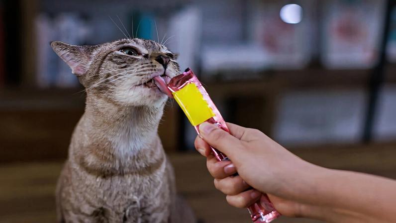 Atenção tanto na escolha quanto na forma de oferecer os petiscos é essencial para a saúde dos pets