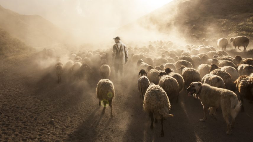 A shepherd with his flock.