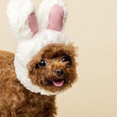 Chocolate na Páscoa pode ser letal para cães e gatos