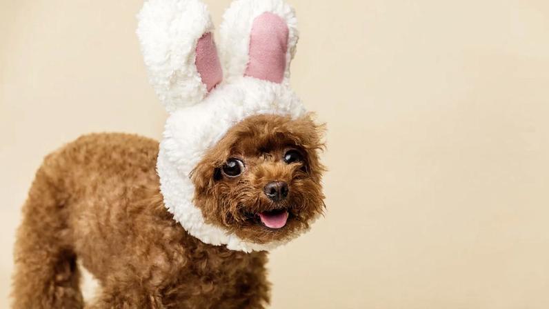 Chocolate na Páscoa pode ser letal para cães e gatos