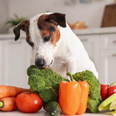 Alimentação específica pode reduzir risco de câncer em animais de estimação