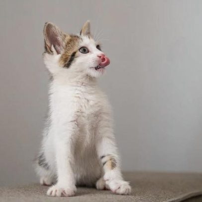 Filhotes de gatos e cães podem comer ração de adultos?