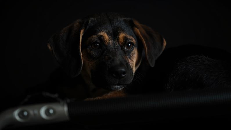 São Paulo (SP), 30/01/2026 - Adoção de Pets na Casa Adote na Vila Madalena em parceria com o Instituto Ampara Animal e a ONG Encontrei um Amigo. Foto: Paulo Pinto/Agência Brasil