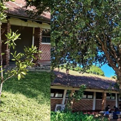 Árvore plantada no nascimento da filha vira símbolo de reencontro