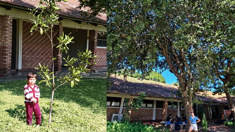 Árvore plantada no nascimento de filha vira símbolo de reencontro