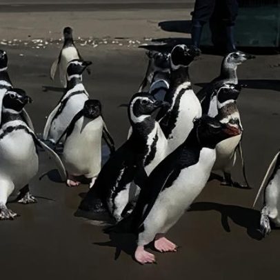 Pinguins retornam ao mar na Argentina após meses de reabilitação