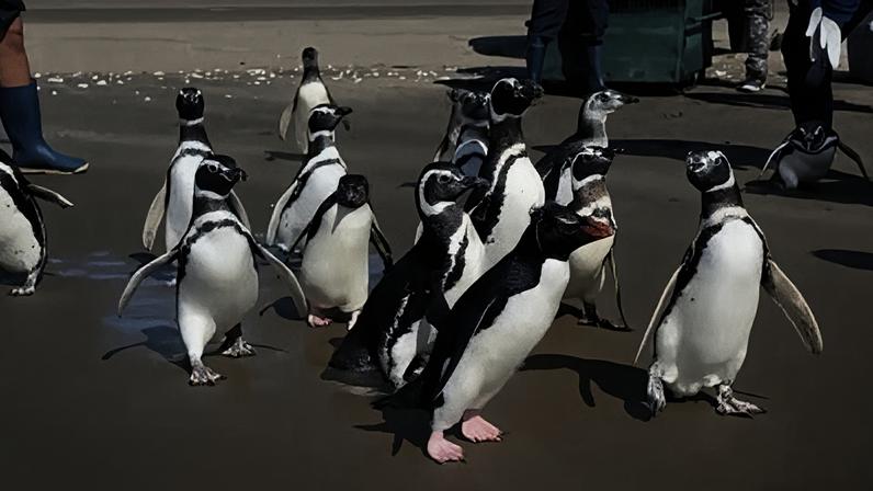 Quinze pinguins reabilitados retornam ao mar na costa da Argentina