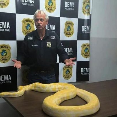 Cobra exótica que fugiu de casa em GO será levada ao zoológico