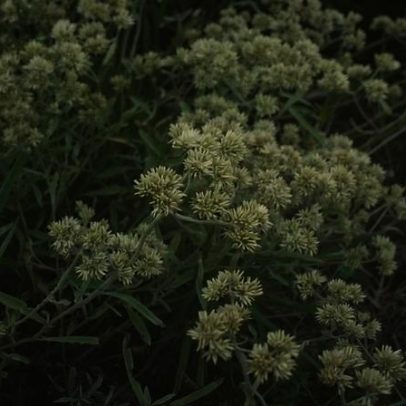 Macela: como cultivar em casa um remédio digestivo natural