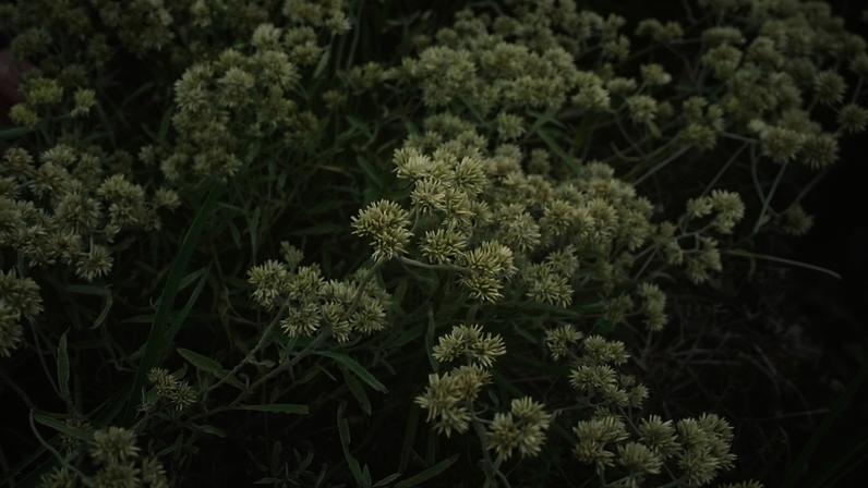 A macela (ou marcela) é uma planta medicinal nativa da América do Sul, amplamente utilizada no Brasil por suas propriedades terapêuticas e tradições culturais