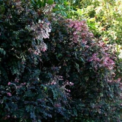 Mil-cores: guia completo da planta que colore o jardim de rosa