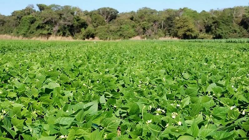 BiomaPhos eleva produtividade do feijão no Cerrado em 17%