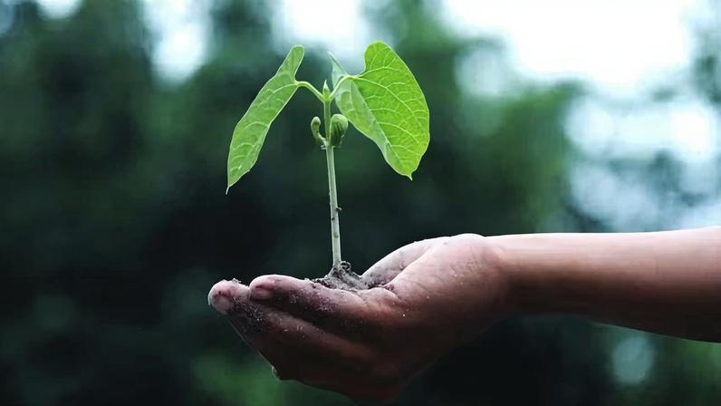 Pesquisa da Unesp explora o uso de estratégias biotecnológicas para aumentar a sobrevivência de mudas nativas utilizadas na restauração de áreas degradadas de floresta — Foto: Pexels