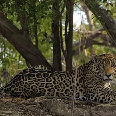 Onça-pintada das nuvens é avistada em Honduras após 10 anos