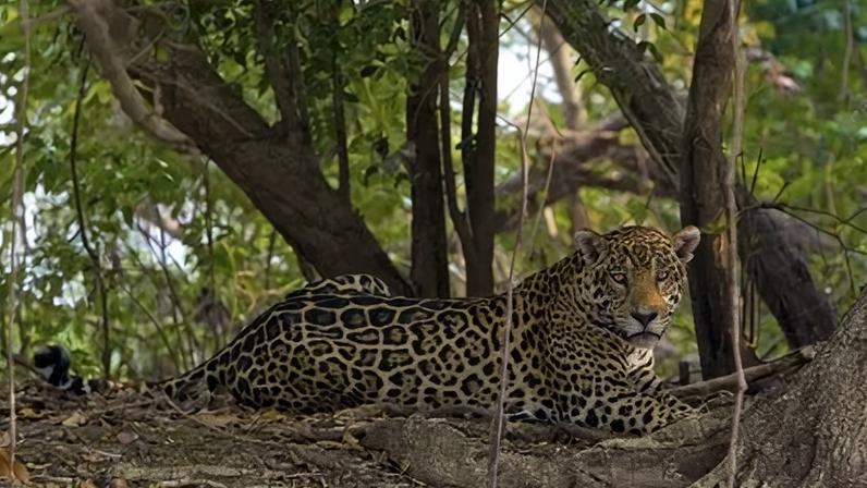 Honduras é um dos 18 países onde vivem as onças-pintadas. O maior felino do hemisfério ocidental e o terceiro maior felino do mundo (atrás de tigres e leões), seu habitat se estende do México à Argentina, mas perdeu quase metade de seu território histórico. Esforços de conservação estão ajudando a preservá-la por meio de corredores ecológicos.