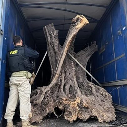 PRF apreende oliveiras centenárias contrabandeadas da Argentina no PR