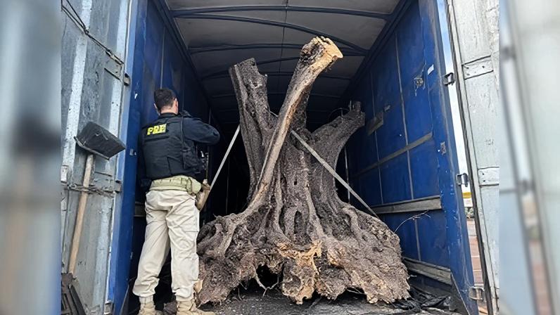 Ao vistoriarem o compartimento de carga, os policiais localizaram árvores de grande porte, com troncos retorcidos e características típicas de exemplares centenários