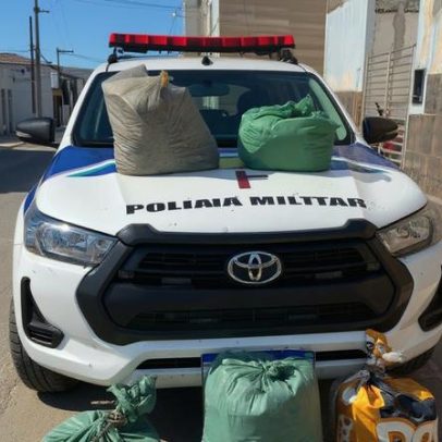 Polícia encontra sítio com 17 mil pés de cannabis e 50 kg de droga em PE