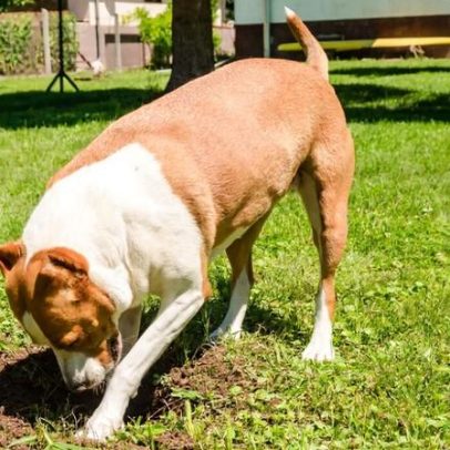 Por que cachorros enterram comida? Conheça os motivos