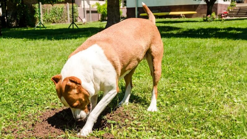 O hábito de enterrar a comida está profundamente ligado aos instintos do cachorro
