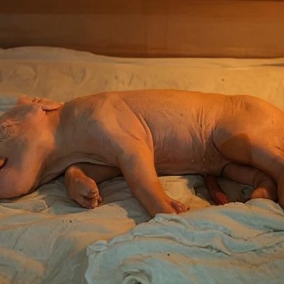 Brasil cria primeiro porco clonado da América Latina para fornecer órgãos ao SUS