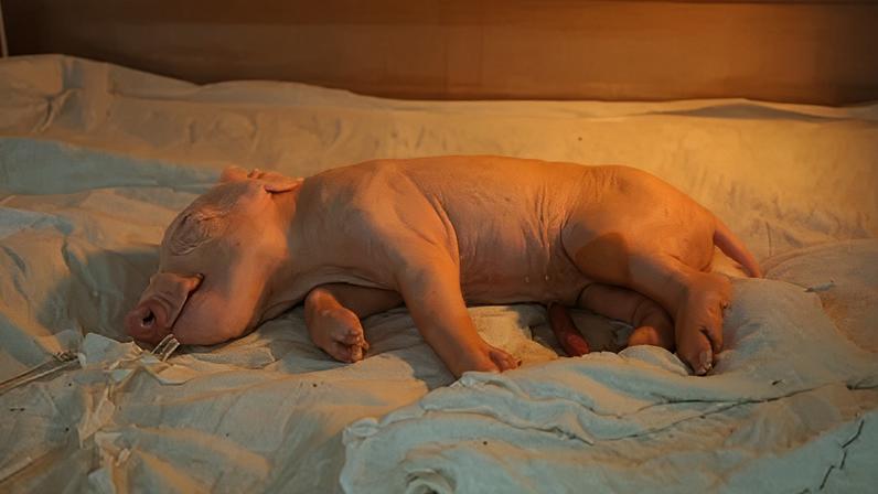 Uma das vantagens da linhagem de suínos escolhida pelos pesquisadores para obter os órgãos é o crescimento rápido: com aproximadamente 7 meses de idade os animais já atingem o peso necessário ao transplante para um humano adulto com 80 quilos