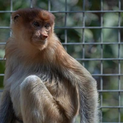 Especialistas alertam para tráfico após macaco de Borneo encontrado na Tailândia